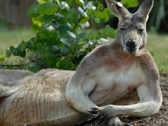 Kangaroo