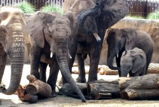 elephant death
